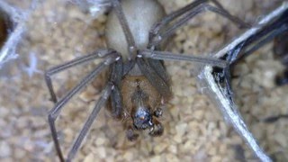 Brown Recluse Spider Information from Kansas State University [upl. by Kannav]