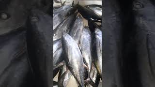 Yellowfin tuna fishery fish seafood food [upl. by Platon947]