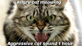 Angry cat meowing  Aggressive cat sound 1 hour [upl. by Troy]