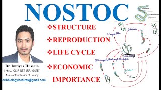 Morphology and Life Cycle of Nostoc Reproduction Thallus Structure Akinetes bsc 1st year [upl. by Eisnil468]