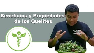 Beneficios y Propiedades de los quelites [upl. by Uuge167]