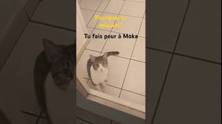 Le miaulement du chat cats miauler chat catlover cute cjats kitten funny meow miaulement [upl. by Ashleigh]