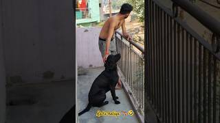 Kallu kalliya 🐶🤣 shiro 2024 funny vlog [upl. by Vernier70]