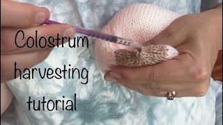 Colostrum harvesting tutorial [upl. by Lamprey]