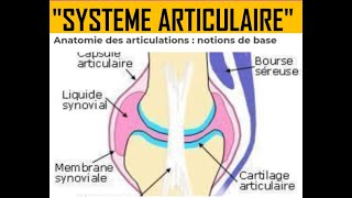 LE SYSTÈME ARTICULAIRE [upl. by Notrem]