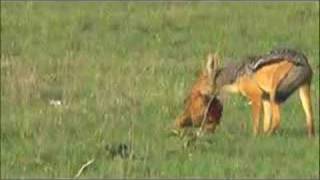 Kenya 08 Black Backed Jackal and Thomsons Gazelle [upl. by Hieronymus783]