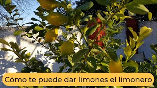 Cómo el limonero puede dar limones [upl. by Nire]