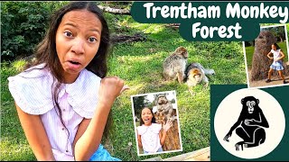 TRENTHAM MONKEY FOREST [upl. by Tessil]