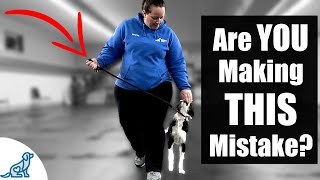 5 Reasons Your Leash Walking Training Isn’t Working [upl. by Salvatore]