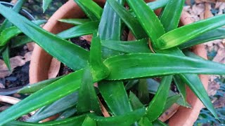 Alworthia quotBlack Gemquot or Aloe quotBlack GemquotImelda Ingram USA [upl. by Ladnor596]