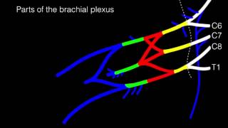 Drawing the Brachial Plexus [upl. by Lomasi]