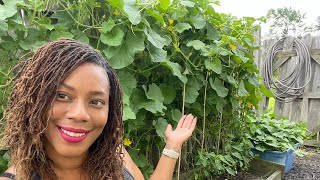 How I Grow Watermelon And Cantaloupe Up Trellis Small Raised Bed Gardening [upl. by Wemolohtrab]