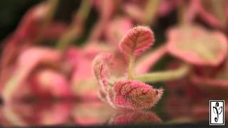 Episcia [upl. by Saturday]