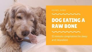 ASMR Dog Eating A Raw Bone  53 Minutes Compilation For Sleep [upl. by Lig490]