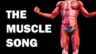 THE MUSCLES SONG Learn in 3 Minutes [upl. by Idnal127]