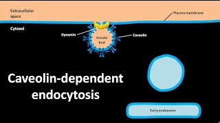 Caveolin dependent endocytosis [upl. by Grubb]