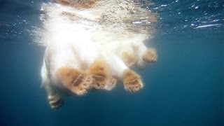 GoPro Polar Bears  The Quest for Sea Ice [upl. by Glendon346]