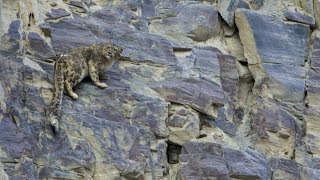 Scaling up Snow leopard conservation in Pakistan  full length [upl. by Tsugua624]