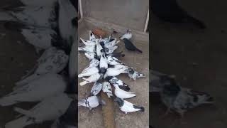 bestsialkotikabootar sialkotipigeon pigeon kamagarkabootar taddypigeons [upl. by Notnarb]