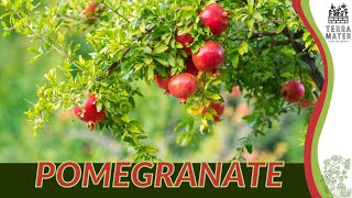 POMEGRANATE Information Description amp More Punica granatum [upl. by Kcerb]