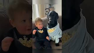 cat dog dogs cut cute love lovecats lovedogs funny virla viralvideo foryou foryoupage [upl. by Alomeda]