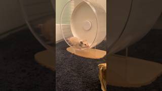 Do Hamsters need a Wheel fyp pets hamsters [upl. by Sewel672]