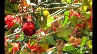 Backyard Hummingbirds [upl. by Farnham]