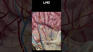 Angiologia 2  Movimento  Programa Anatomia 3D Software shorts anatomy biology [upl. by Eimas]