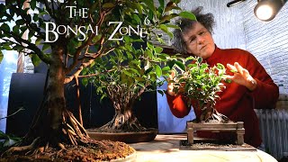 Ginseng Ficus Bonsai Update The Bonsai Zone Dec 2019 [upl. by Netti522]