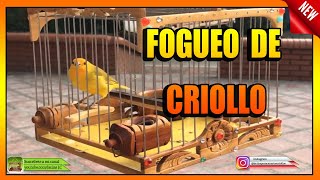 FOGUEO DE CANARIO CRIOLLO [upl. by Redd]