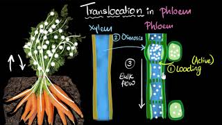 Phloem amp translocation  Life processes  Biology  Khan Academy [upl. by Upshaw]