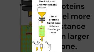 Size Exclusion Chromatography chromatography animation [upl. by Jamie]