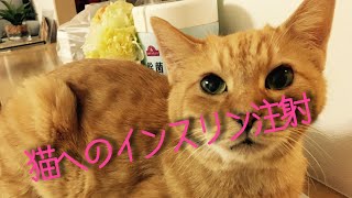 糖尿病の猫にインスリン注射2分で、高齢猫にインスリン注射をする方法 高齢、モミジ、女の子、14歳人間なら72歳 [upl. by Finer]