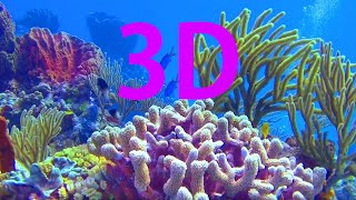 In 3D The World Beneath The Ocean  A Underwater 3D Channel Film [upl. by Einnov]