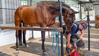 Process of Horseshoe Forging Horse Hoof Restoration amp Fitting  馬蹄鐵鍛造 amp 更換  Taiwanese Farrier [upl. by Olly]