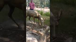 Uttrakhand wildlife park NH rishikesh after main road 🛣️ enjoy this location [upl. by Etat825]