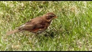 HD Timelapse of a redwing bird in spring [upl. by Tove]