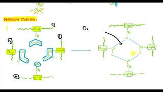 Locomotor 1 Collagen amp Elastin [upl. by Berri]