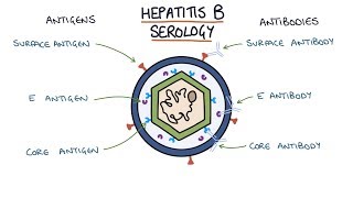 Understanding Hepatitis B Serology Results [upl. by Gombach]