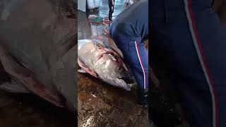 Carving A Whole Bluefin Tuna [upl. by Casimire]