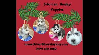 New AKC Siberian Husky puppies available for sale at Silver Moon Huskies [upl. by Enitsua431]