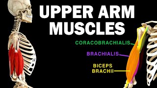 UPPER LIMB MUSCLES 36  UPPER ARM MUSCLES [upl. by Naujuj]