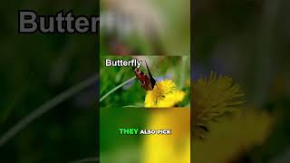 The Magical Transformation From Caterpillar to Butterfly [upl. by Cooley]