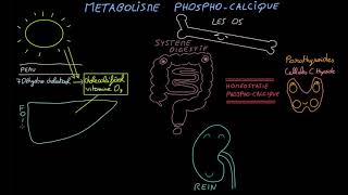 Métabolisme phosphocalcique  Docteur Synapse [upl. by Marrin]