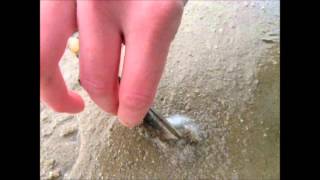 Comment pecher des pieds de couteaux Riantec en Bretagne How to catch a Razor Fish  Clam [upl. by Kirat]