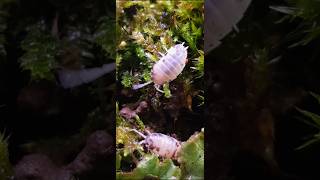 Porcellio laevis quotDairy Cowquot isopods terrarium [upl. by Aniat]