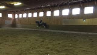 Clydesdale dressage  Crusader [upl. by Merritt830]