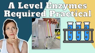 Enzymes Required Practical  A level Biology The effect of a variable on the rate of reaction [upl. by Einnij588]