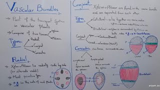 Vascular Bundles and its types in simple amp easy method [upl. by Nnaaihtnyc]