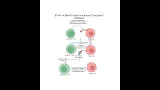 B7H4 A New Frontier in Immune Checkpoint Inhibition [upl. by Ecyt]